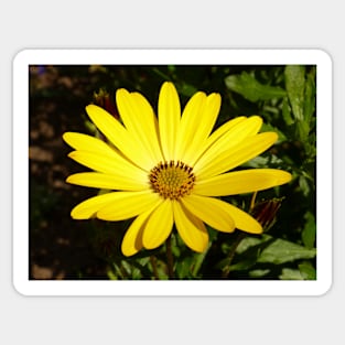 Osteospermum Sticker